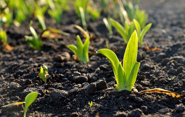 green grass close-up in spring