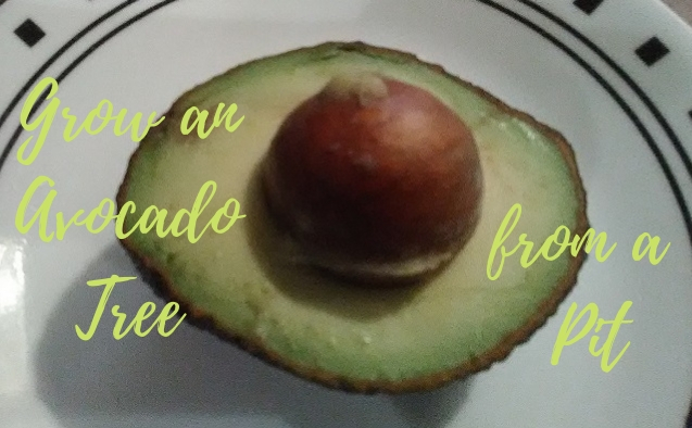 pit in avocado