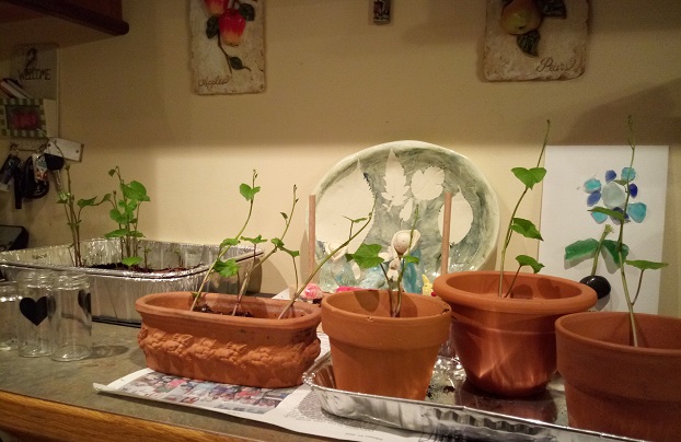 sweet potatoes, slips, pots
