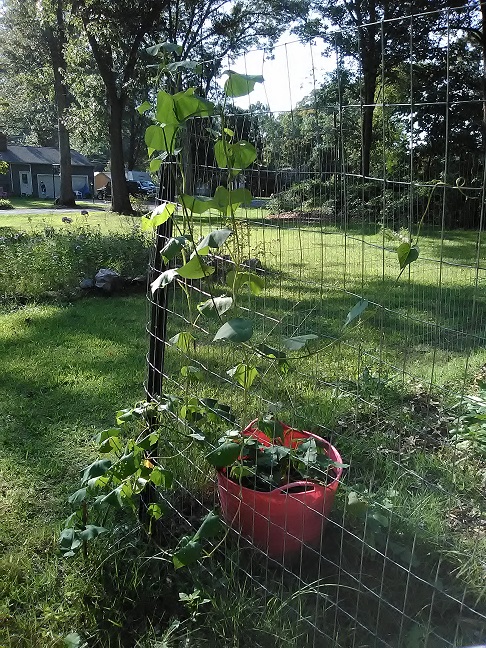 sweet potato plant, container gardening
