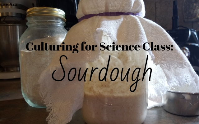 Culturing for Science Class_ Sourdough