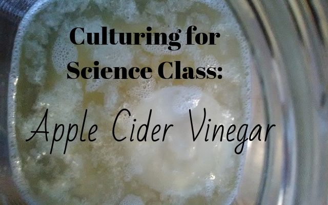 Culturing for Science Class Apple Cider Vinegar