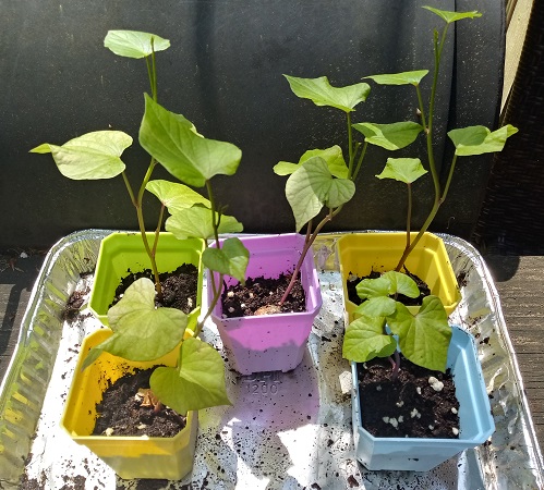 sweet potato slips
